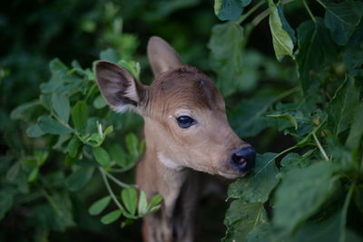 Close-up of deer