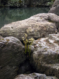 Rocks in a sea