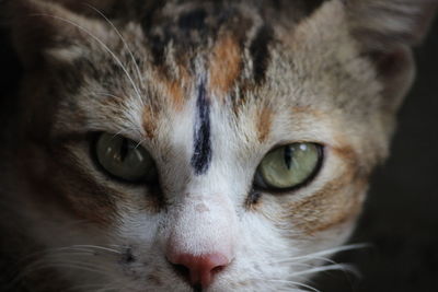 Close-up portrait of cat