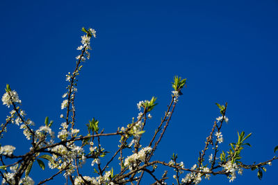 Low angle view of flower tree against clear blue sky