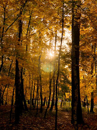 Sunlight streaming through trees in forest during autumn