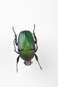Close-up of insect on white background