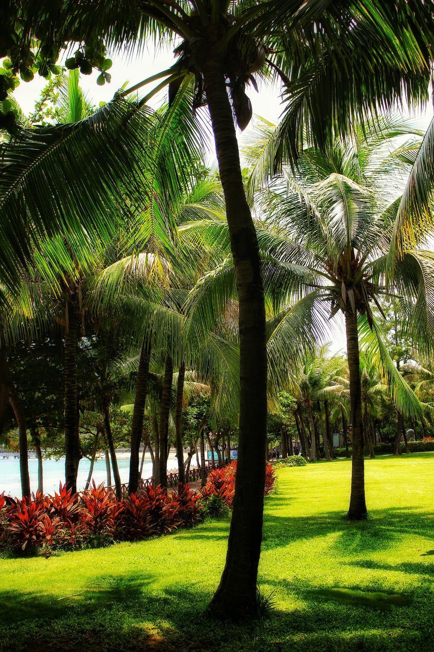 TREES AND PLANTS IN PARK