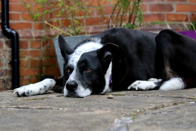 Close-up of a dog resting