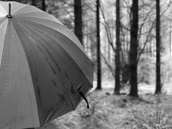 Rear view of woman walking in woodlands with an umbrella