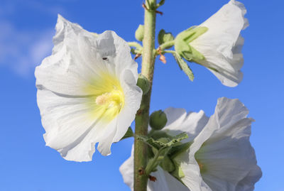 Low angle view of white flowering plant against blue sky