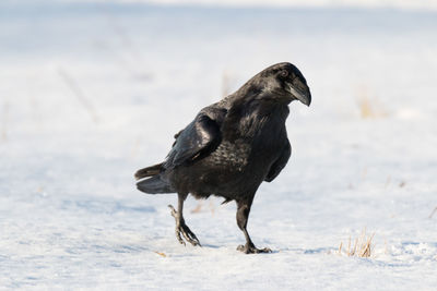 Close-up of raven in winter