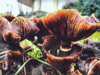 Close-up of mushrooms growing on land