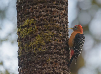 Close-up of bird perching on tree trunk