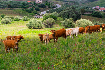 Cows in a field