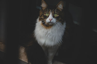Portrait of cat