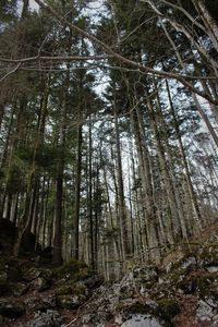 Low angle view of trees in forest