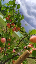 Close-up of fruits growing on tree against sky