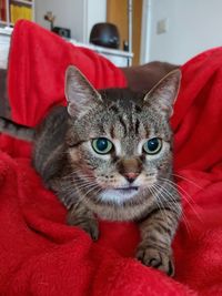 Close-up portrait of tabby cat at home