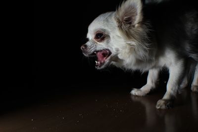 Close-up of chihuahua barking on floor