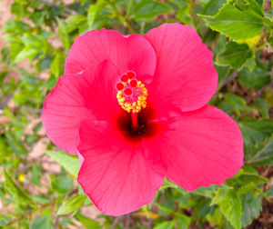 Close-up of pink flower blooming outdoors