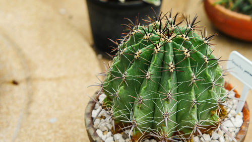 Close-up of cactus growing in pot