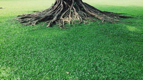 Trees on grassy field