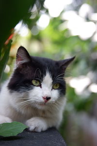 Close-up portrait of cat looking up outdoors