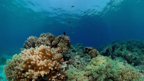 Beautiful underwater world with coral reef and tropical fishes. philippines. travel vacation concept