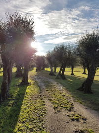 Trees on landscape against sky