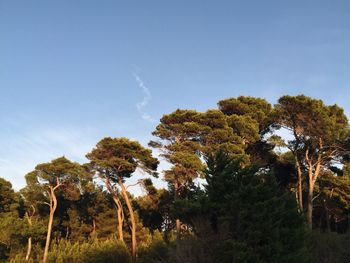 Low angle view of trees against sky