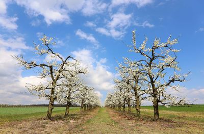 Orchard with flowering fruit trees