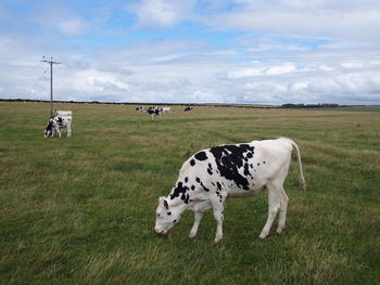 Cows grazing on grassy landscape against sky