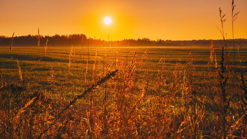 Scenic view of field against sky during sunset