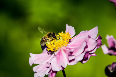 Close-up of bee pollinating flower