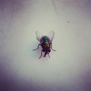 Close-up of insect on wall