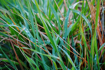 Full frame shot of grass growing on field