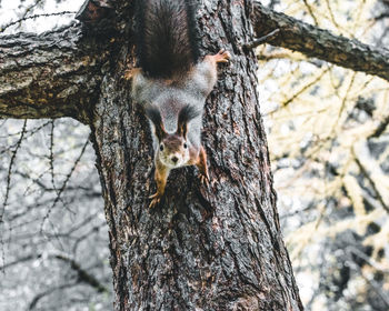 High angle portrait of squirrel on tree trunk