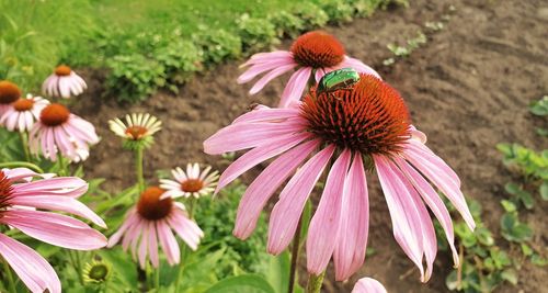 Close-up of pink flowering plant