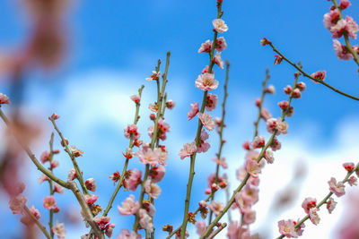 Low angle view of cherry blossom against sky