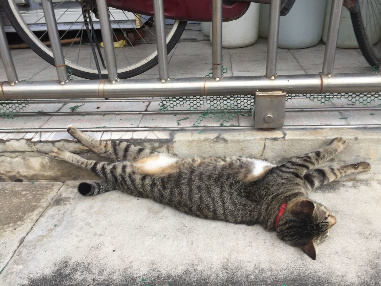 HIGH ANGLE VIEW OF CAT SLEEPING IN A DOG