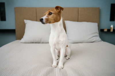 Cute dog sitting on the bed in living room, close up portrait