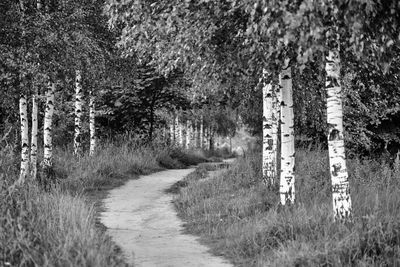 Footpath amidst trees on field