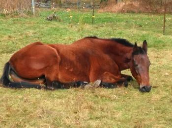 Horse grazing on grassy field