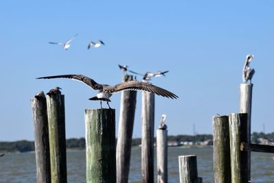 Birds perching on wooden post by sea against clear sky
