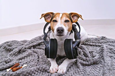 Portrait of dog wearing headphones while sitting on rug at home