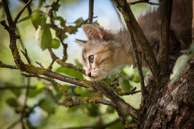 A cute tricolor kitten climbing a tree