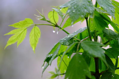 Close-up of plant