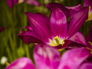 Close-up of pink flowering plant