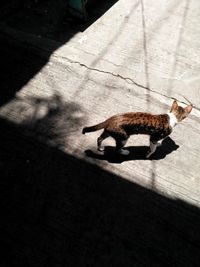 High angle view of kitten and shadow on floor