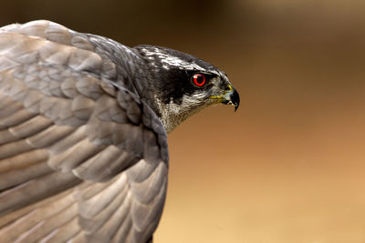 Close-up of a bird