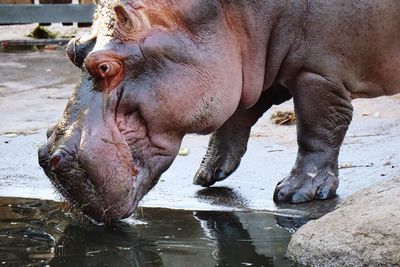 Close-up of horse drinking water