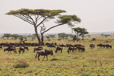 Gnu antelopes standing on field