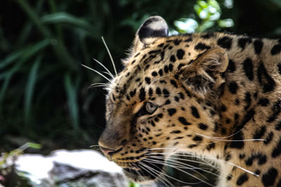 Close-up of a cat looking away