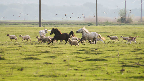 Horses grazing in a field